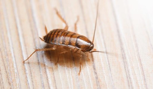 oriental cockroach